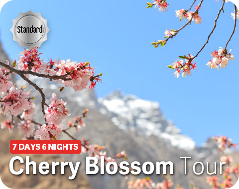 Cherry blossom hunza trip cost from Islamabad , lahore & Karachi - Hunza valley tour by Pakistan tour and travel Cherry blossom hunza trip cost from Islamabad , lahore & Karachi - Hunza valley tour by Pakistan tour and travel