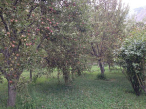 Diran Guest House 7 Diran Guest House Apple Garden in Minapin