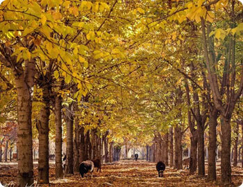 Best Northern Pakistan Tour Packages 19 Northern Pakistan Tour Packages; Top place in northern areas of Pakistan