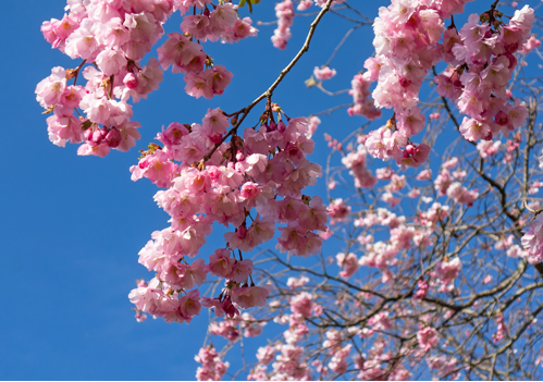 MOST IMPORTANT QUESTION ABOUT CHERRY BLOSSOM 2 Frequently Asked Question About Cherry Blossom Tours In Pakistan