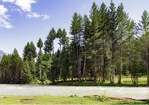 MOST IMPORTANT QUESTION ABOUT CHERRY BLOSSOM 3 Frequently Asked Question About Cherry Blossom Tours In Pakistan