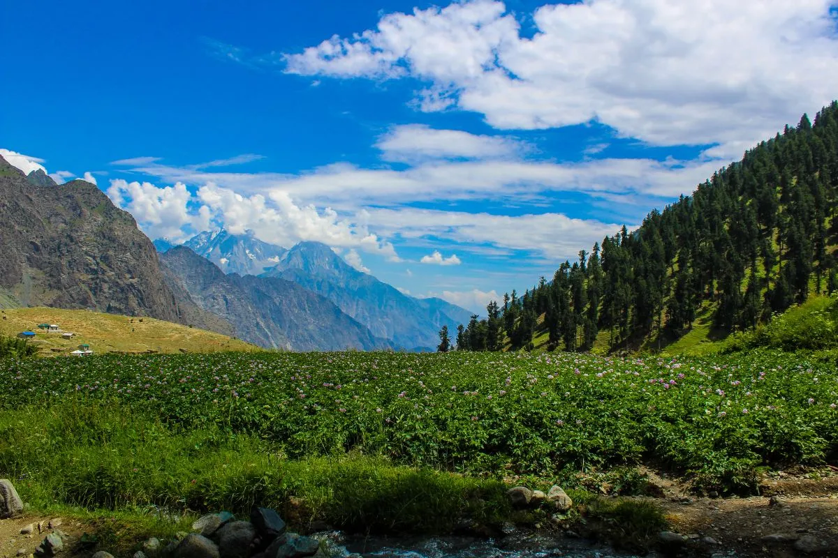 Naltar Valley – Places To Visit In Naltar Valley 2 Naltar Valley - Places To Visit In Naltar Vallley : Pakistan Tour n Travel - Naltar Valley