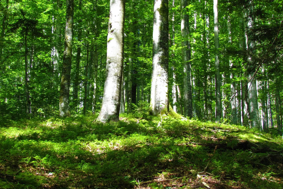 Top 10 Forests In Pakistan – Location, Area Covered, Types 5 Top 10 Forests In Pakistan - Location, Area Covered, Types - Pakistan Tour n Travel