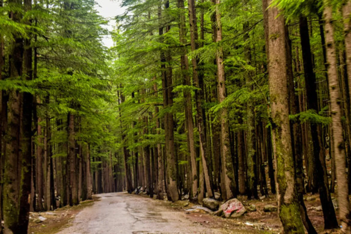 Top 10 Forests In Pakistan – Location, Area Covered, Types 17 Top 10 forest in Pakistan - Ushu Forest